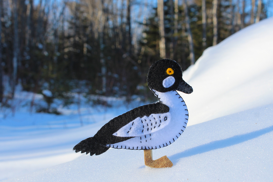 The Charming Common Goldeneye