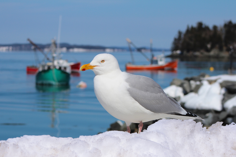 The Company of a Herring Gull