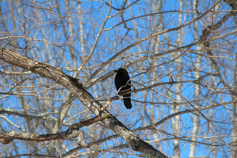 Inky Beauty of the Crow | Downeast Thunder Farm