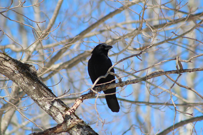 Inky Beauty of the Crow