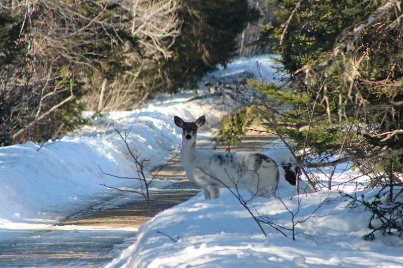 A Most Unusual Deer