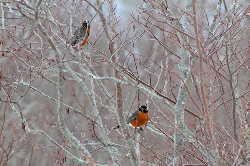 Signs of Spring