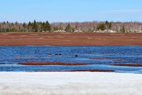 barren-ducks-2