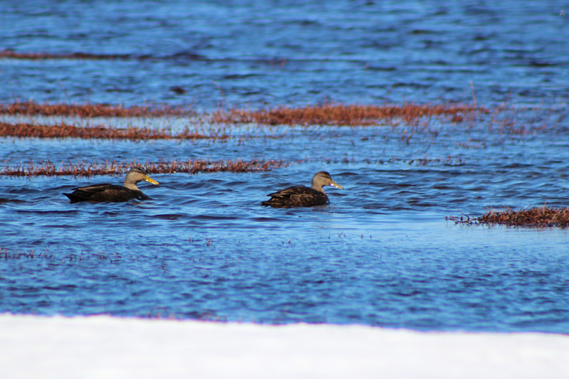 Swimming on the Blueberry Barrens