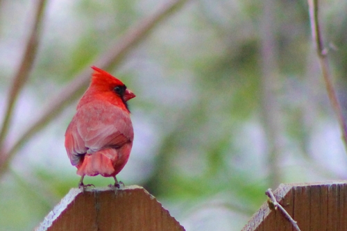 cardinal