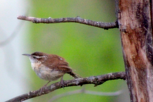 carolina-wren