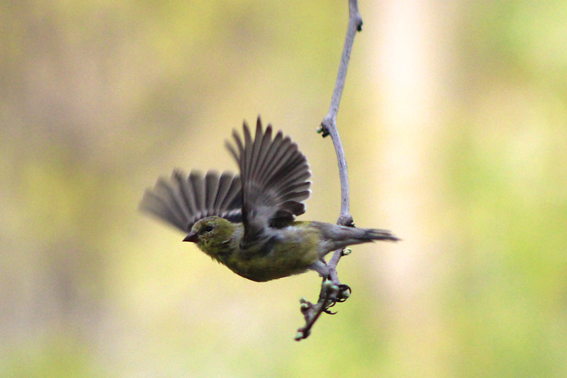 A New Backyard of Birds