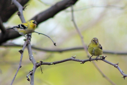 finches