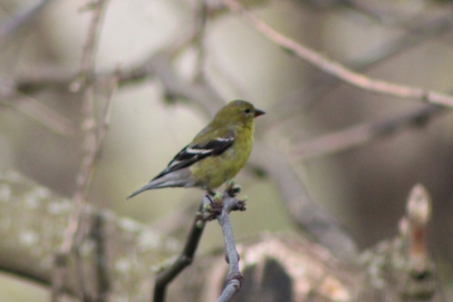 goldfinch