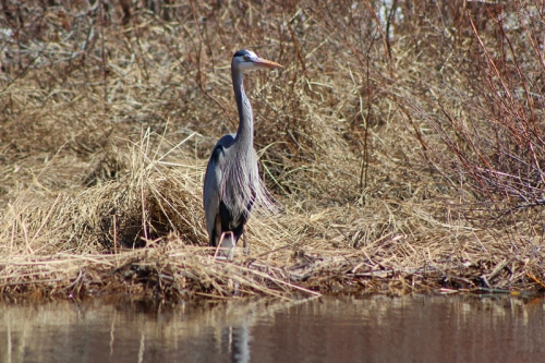 heron-