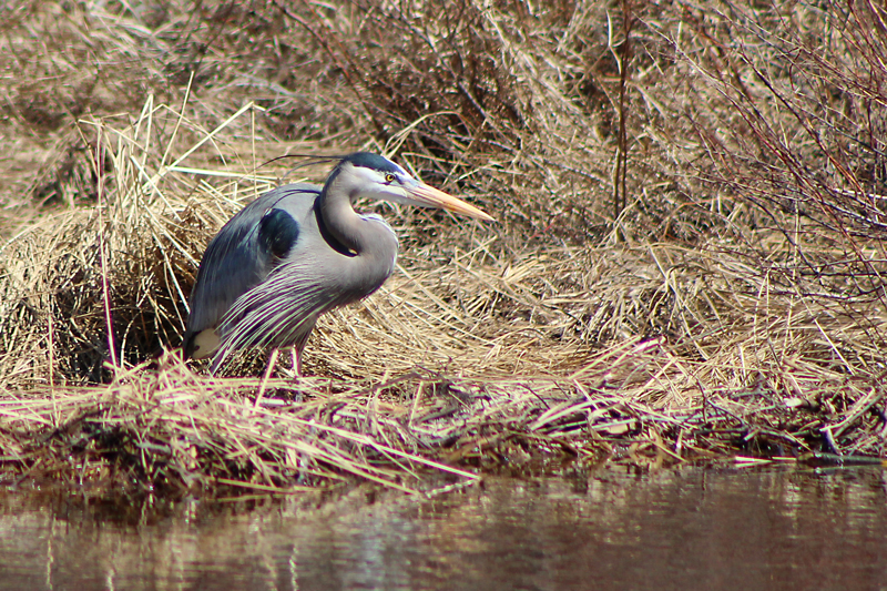 Great Blue Heron Spotting