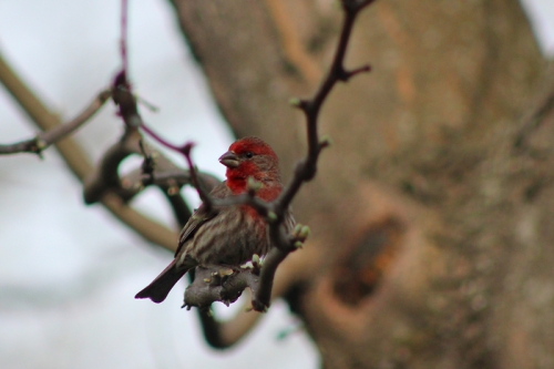 house-finch