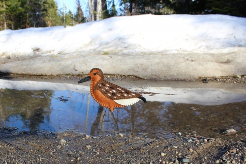 red-knot