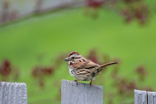 swamp sparrow