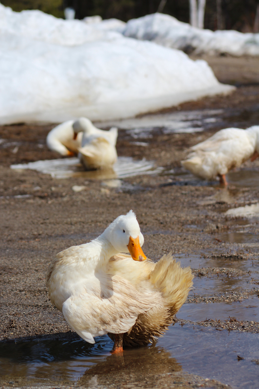 A Good Mud Puddle