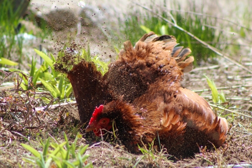 rhode island red having a dust bath