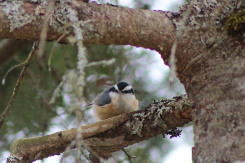 nuthatch