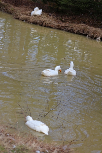 ducks in the pond