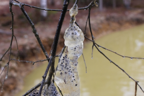 frog eggs in the pond