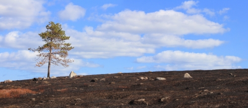 lone pine on blueberry barrens