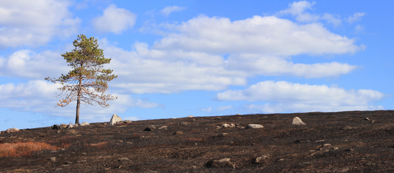 Blackened Barrens