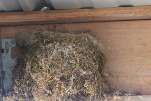 phoebe nest