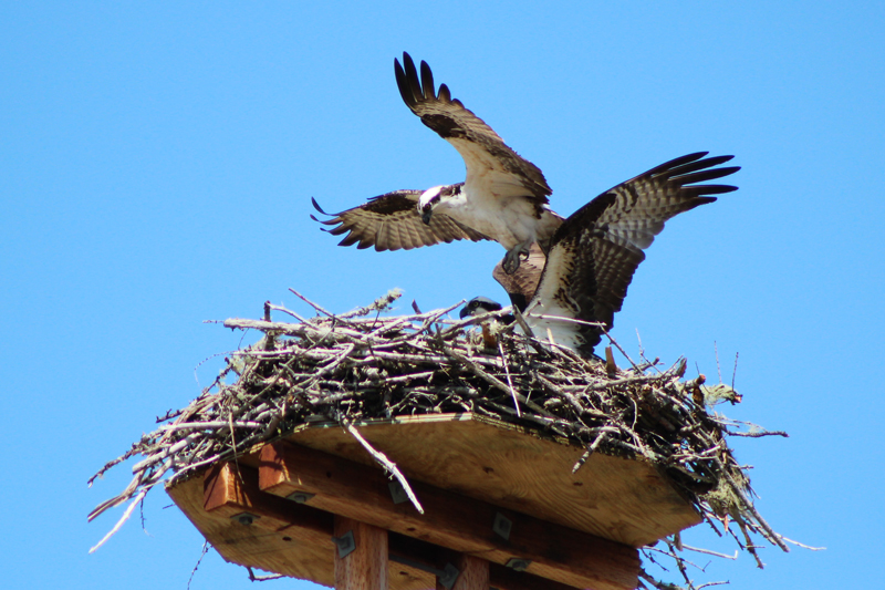 Nesting Osprey