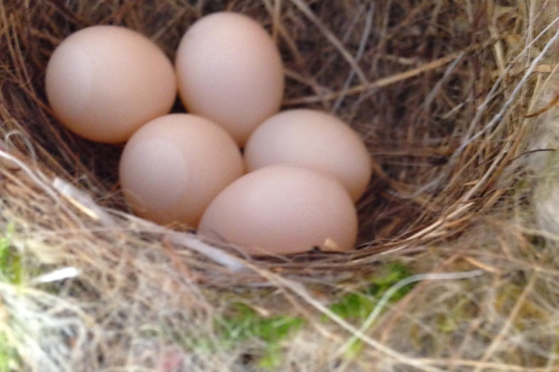 Phoebe Nesting