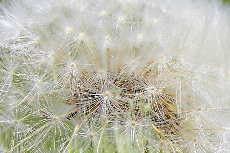 Dandelion Seeds