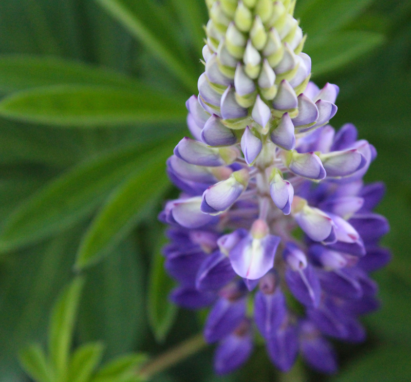 Purple Blossoms