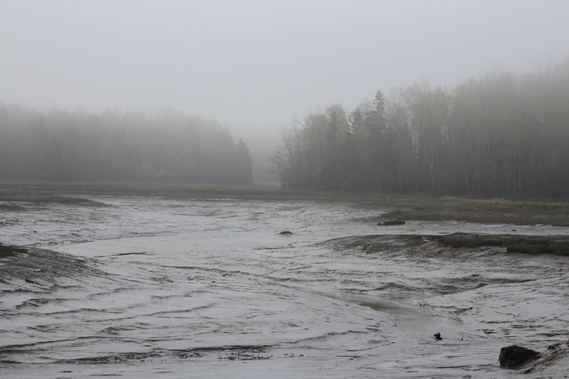 Ducks at Low Tide