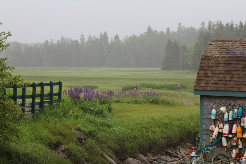 Rainy Day Lupine Landscapes