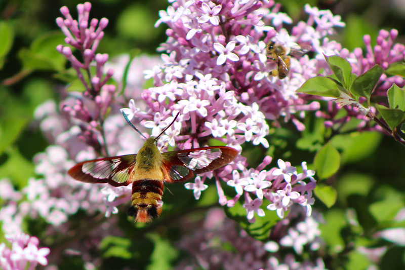 The Whimsical Hummingbird Moth | Downeast Thunder Farm