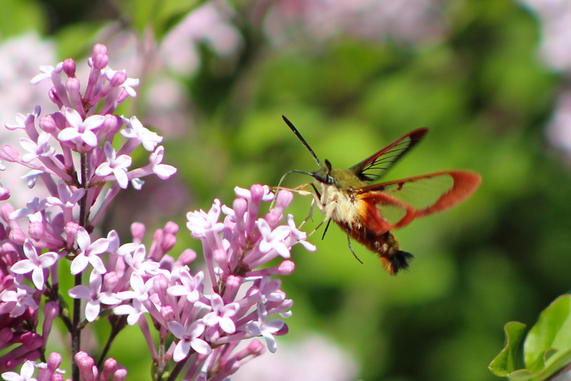 The Whimsical Hummingbird Moth | Downeast Thunder Farm