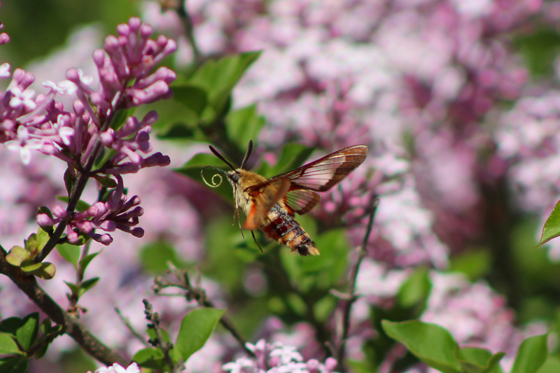 The Whimsical Hummingbird Moth