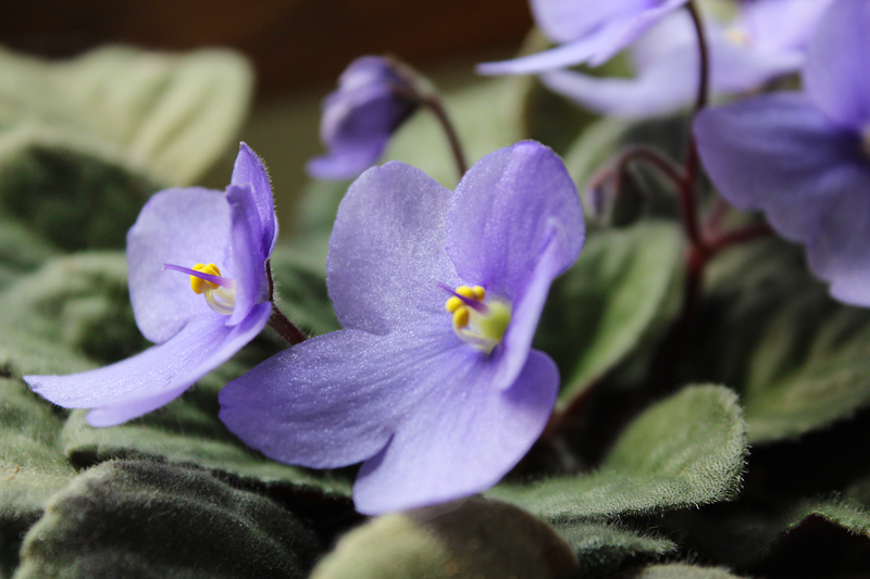 Violets