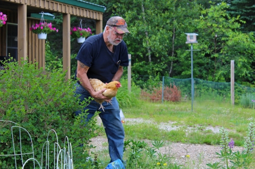 chasing chickens