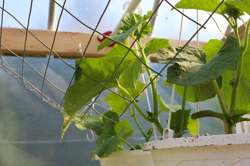 Greenhouse Tomatoes and Cukes