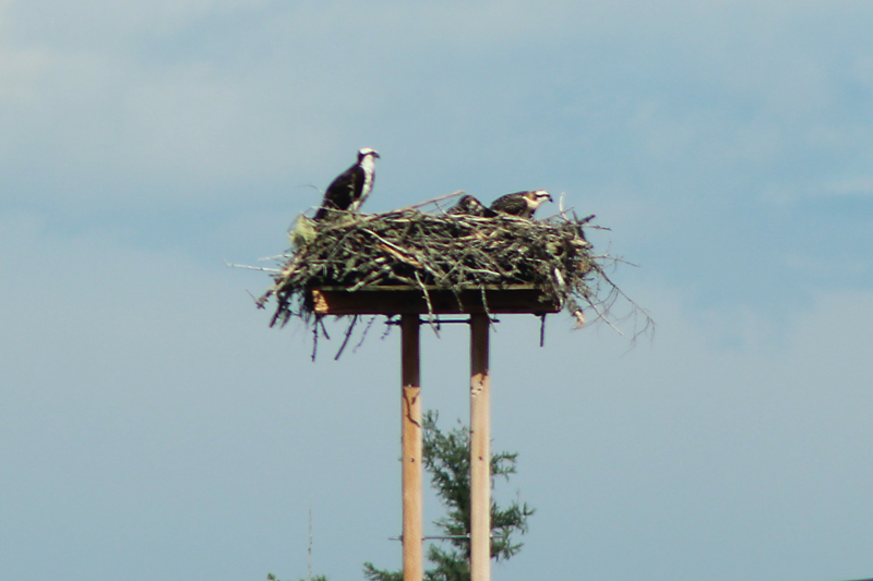 Standing Watch