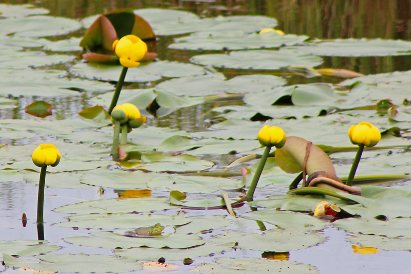 Unwanted in the Marsh