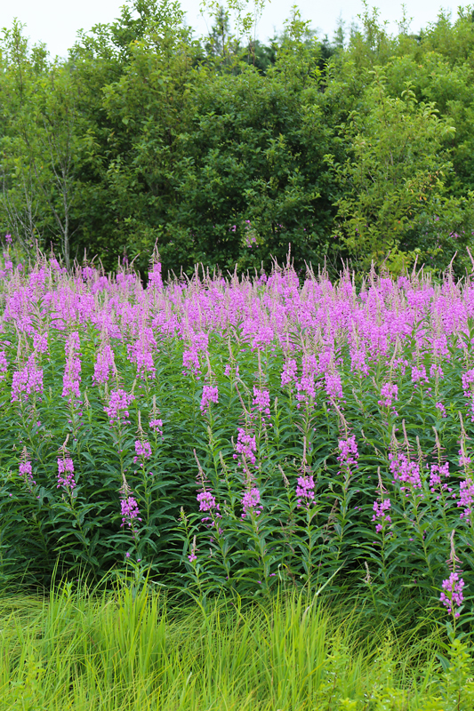 Fireweed