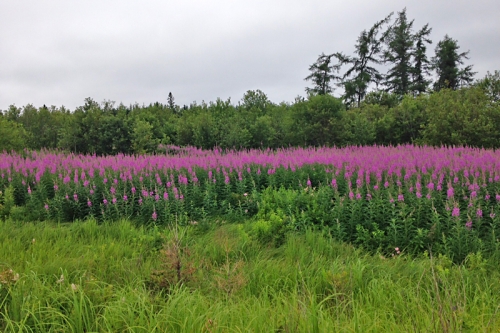 fireweed