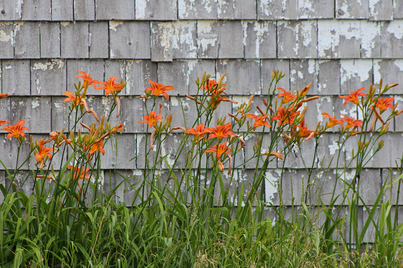 Something About Tiger Lilies