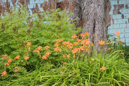 lily1