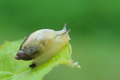 snail-024
