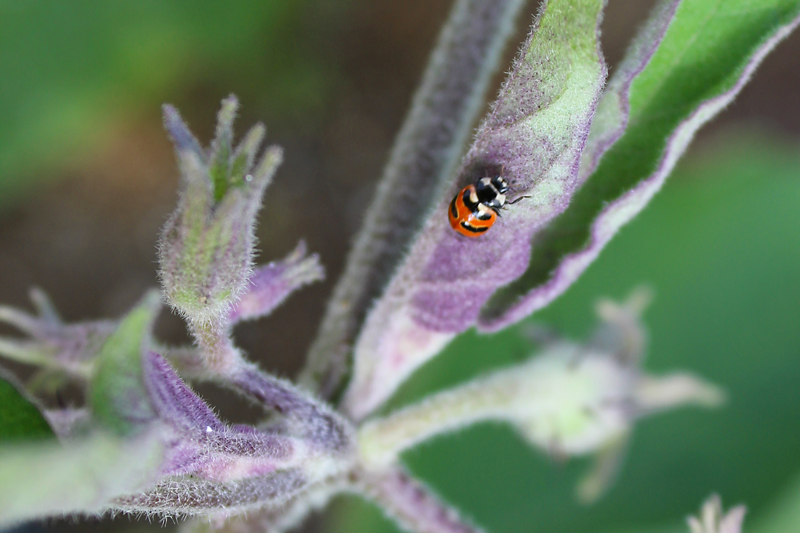 Garden Beauty and Challenges