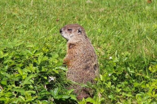 Maine groundhog