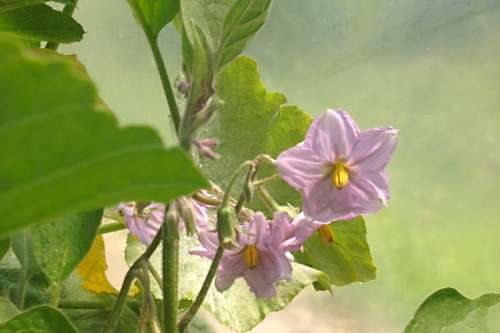 My eggplants are loving the heat.