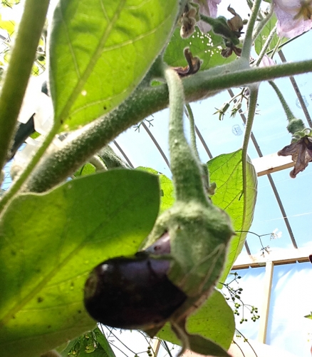 We have our first baby eggplant.