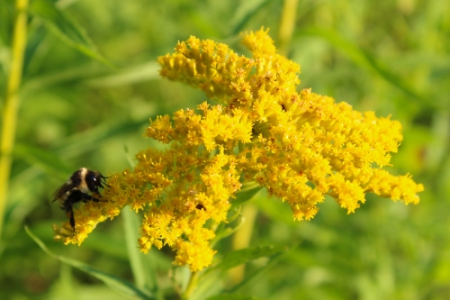 bee on goldenrod